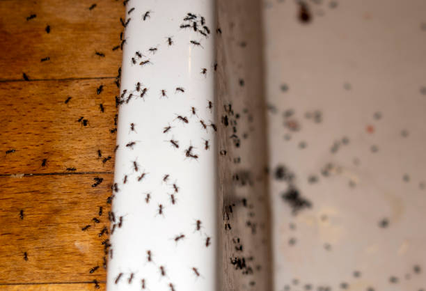 Best Wasp Removal Services  in Newpt, OR